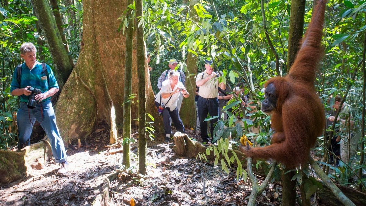 Selfie s orangutanem? Můžete je nakazit covidem, varují turisty vědci